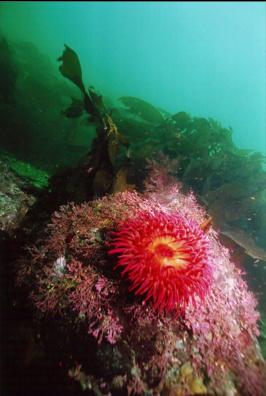 FISH-EATING ANEMONE