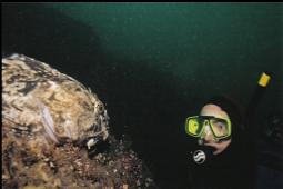 DIVER AND CABEZON