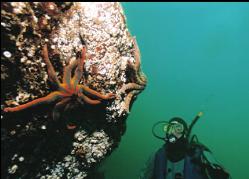 DIVER AND SEASTARS