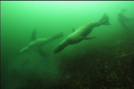 sealions stirring up the bottom