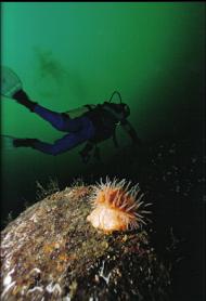 SWIMMING ANEMONE AND DIVER