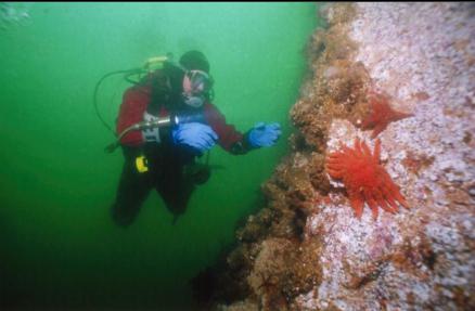 cemented tube worms, barnacles and sea stars