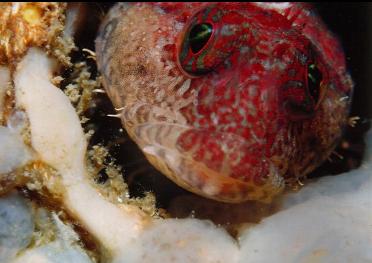 SCALY HEAD SCULPIN