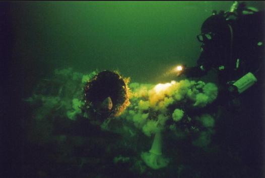 WOLF EEL IN GUN BARREL