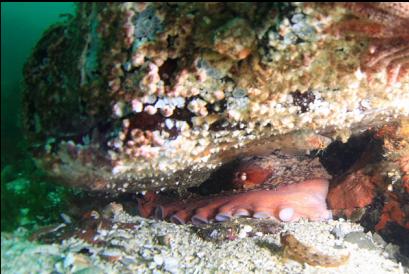 cropped close-up of octopus in den