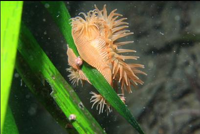 anemones on eel grass