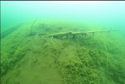 silty slope into the bay