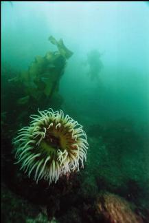 FISH-EATING ANEMONE ON REEF