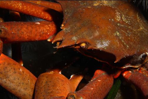 kelp crab