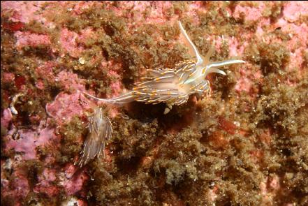 opalescent nudibranchs