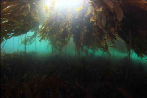 under the kelp