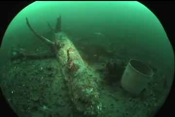 SUNKEN TREE AND CONTAINER