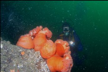 PLUMOSE ANEMONES DOWN DEEP