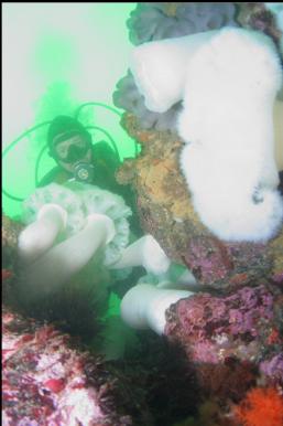 PLUMOSE ANEMONES