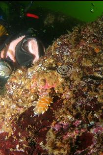 NUDIBRANCH AND SPIRAL EGG MASS
