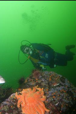 KELP GREENLING NOSE POKING INTO PICTURE