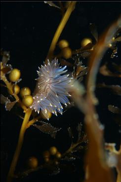 NUDIBRANCH ON SEAWEED