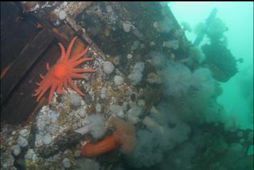 SEASTAR AND ANEMONES ON SIDE OF WRECK
