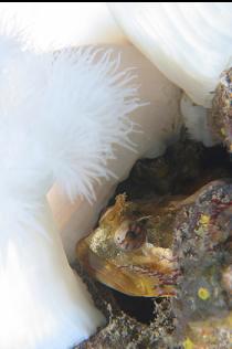 SCULPIN AND ANEMONES