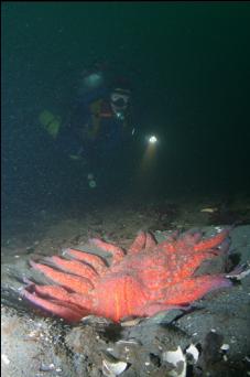 SUNFLOWER STAR DIGGING FOR CLAMS