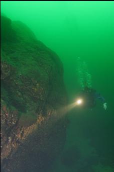 BOOT SPONGE