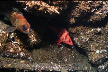 tiger and quillback rockfish