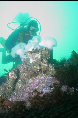 giant urchins and plumose anemones