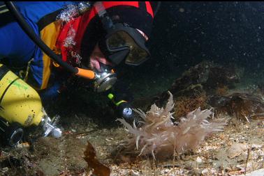 nudibranch