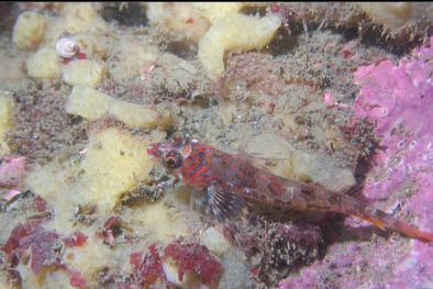 longfin sculpin