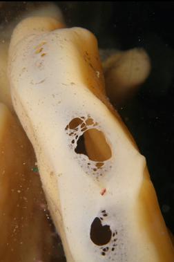 cloud sponge