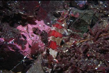 painted greenling