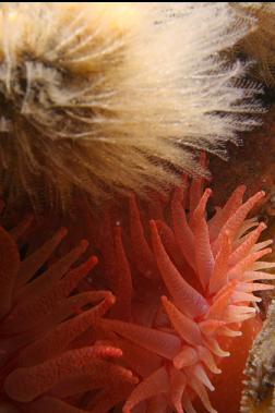 crimson anemones and hydroids