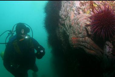 urchin and sunflower star