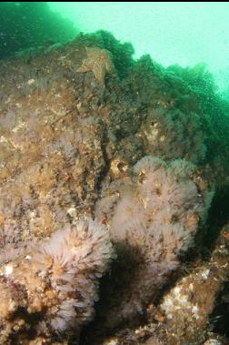 light-bulb tunicates on wall