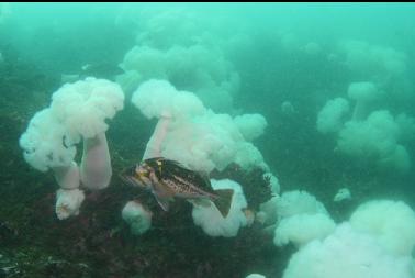 copper rockfish and plumose anemones