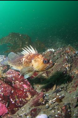 copper rockfish