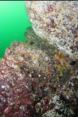 copper rockfish on wall