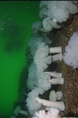 plumose anemones on wall