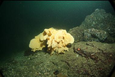 cloud sponge