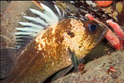 quillback rockfish