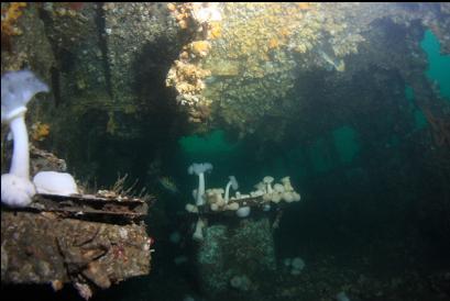 inside bridge