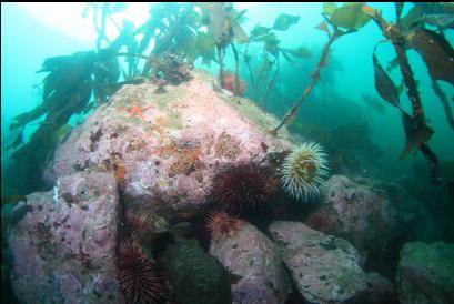 anemone and urchins