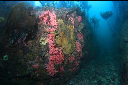 hydrocorals and yellow sulphur sponge in small canyon