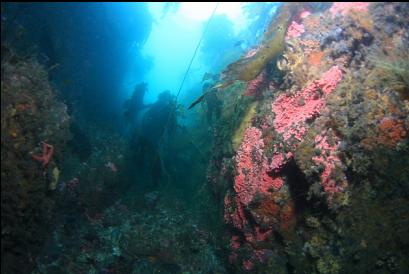 hydrocoral in narrow canyon