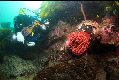 fish-eating anemone