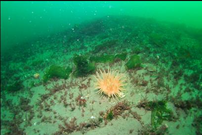 crimson anemone