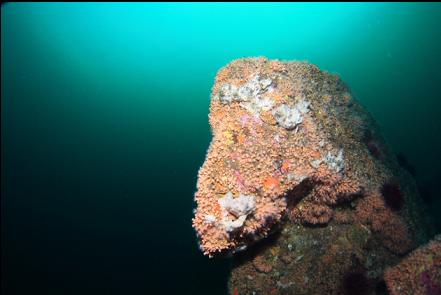 zoanthid-covered boulder on top of the reef