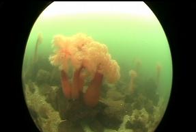 PLUMOSE ANEMONES IN SHALLOWS