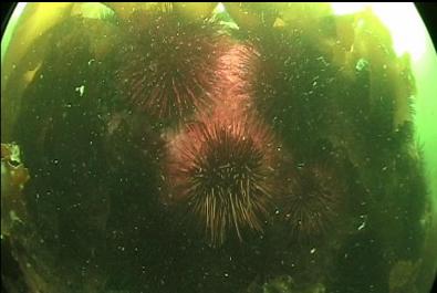 URCHINS AND KELP