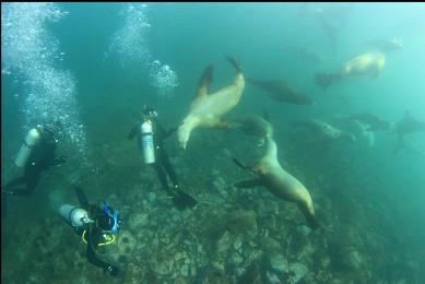 Sea lions at Race Rocks